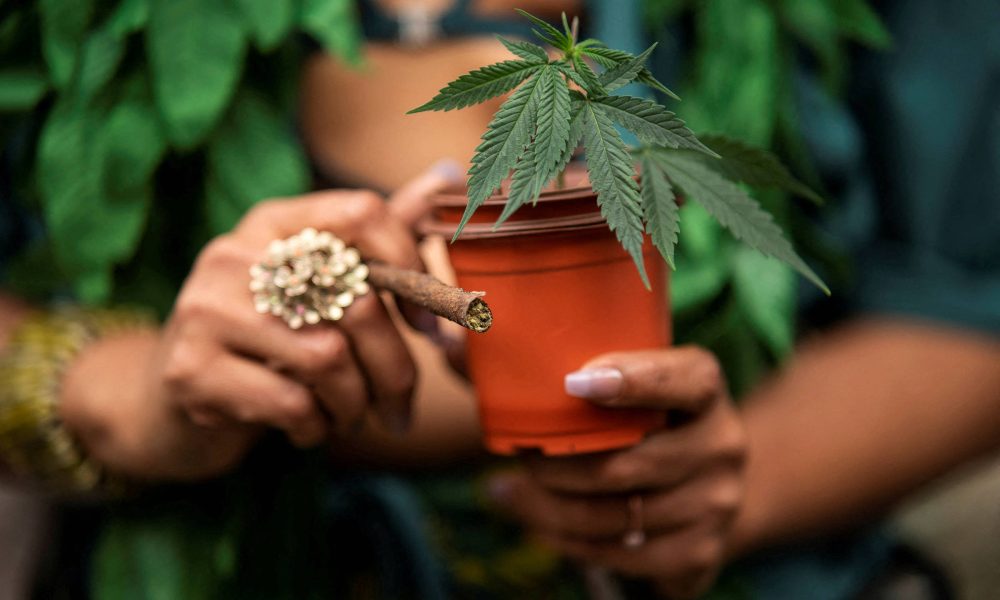 Quando o uso de maconha vira excessivo? Limite é definido – 13/01/2026 – Equilíbrio e Saúde