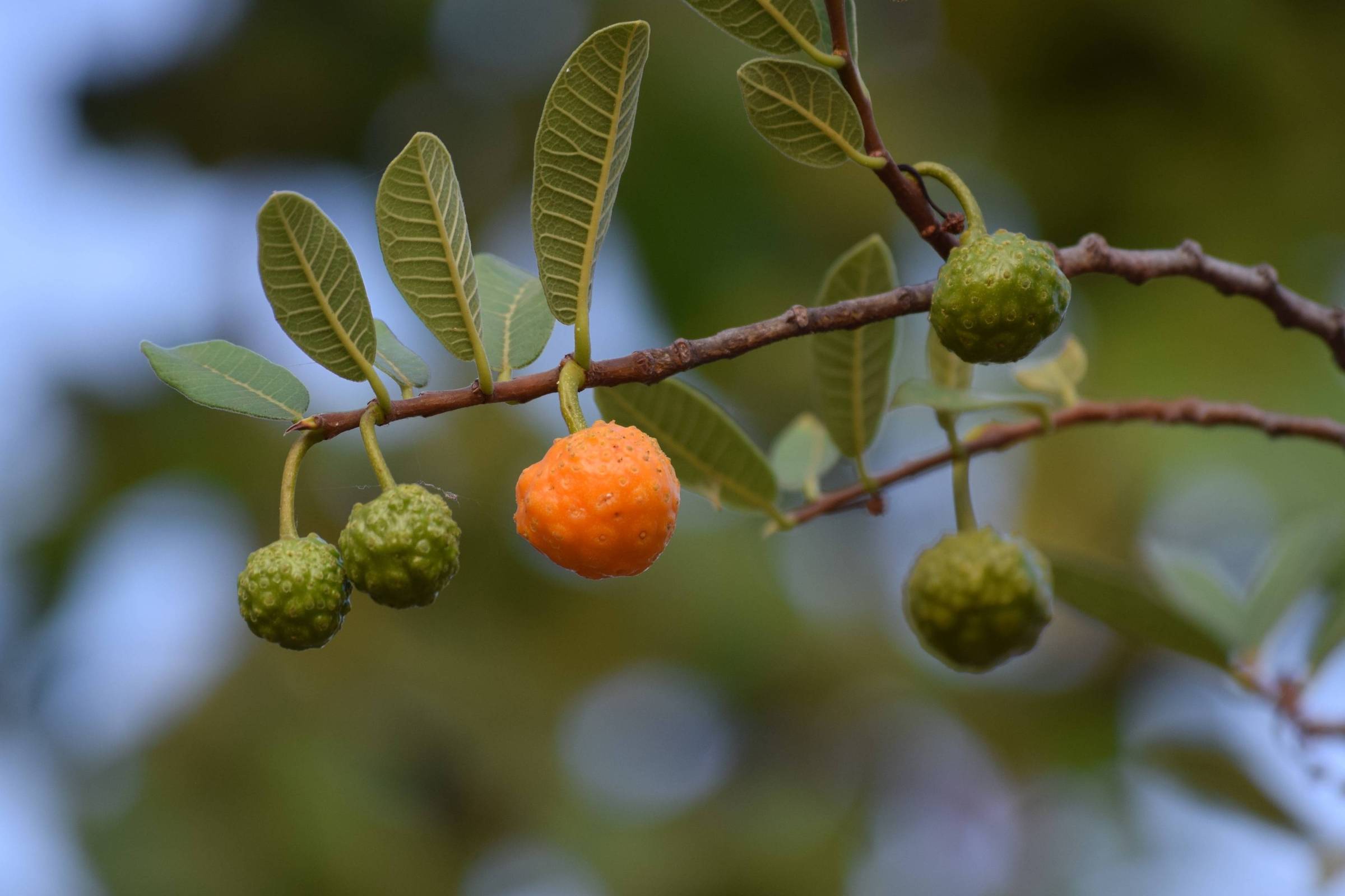 Fruta mama-cadela é rica em vitaminas A e C – 08/01/2026 – Equilíbrio