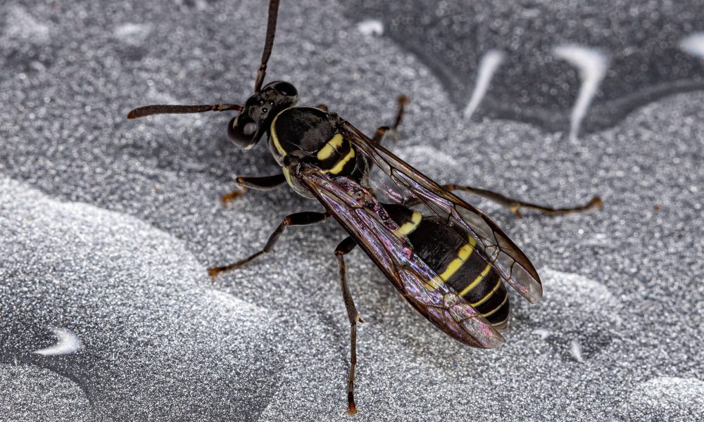 Veneno de vespa aponta novo caminho contra o Alzheimer – 14/01/2026 – Equilíbrio e Saúde