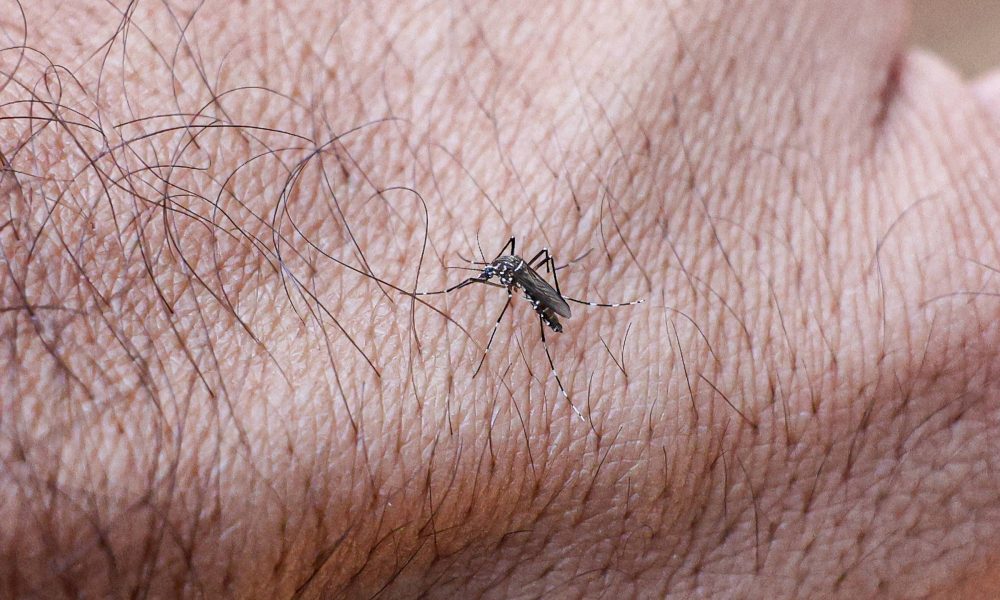 Estado de São Paulo tem primeira morte por dengue em 2026 – 15/01/2026 – Equilíbrio e Saúde