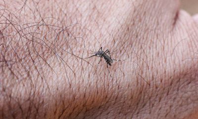 Estado de São Paulo tem primeira morte por dengue em 2026 – 15/01/2026 – Equilíbrio e Saúde