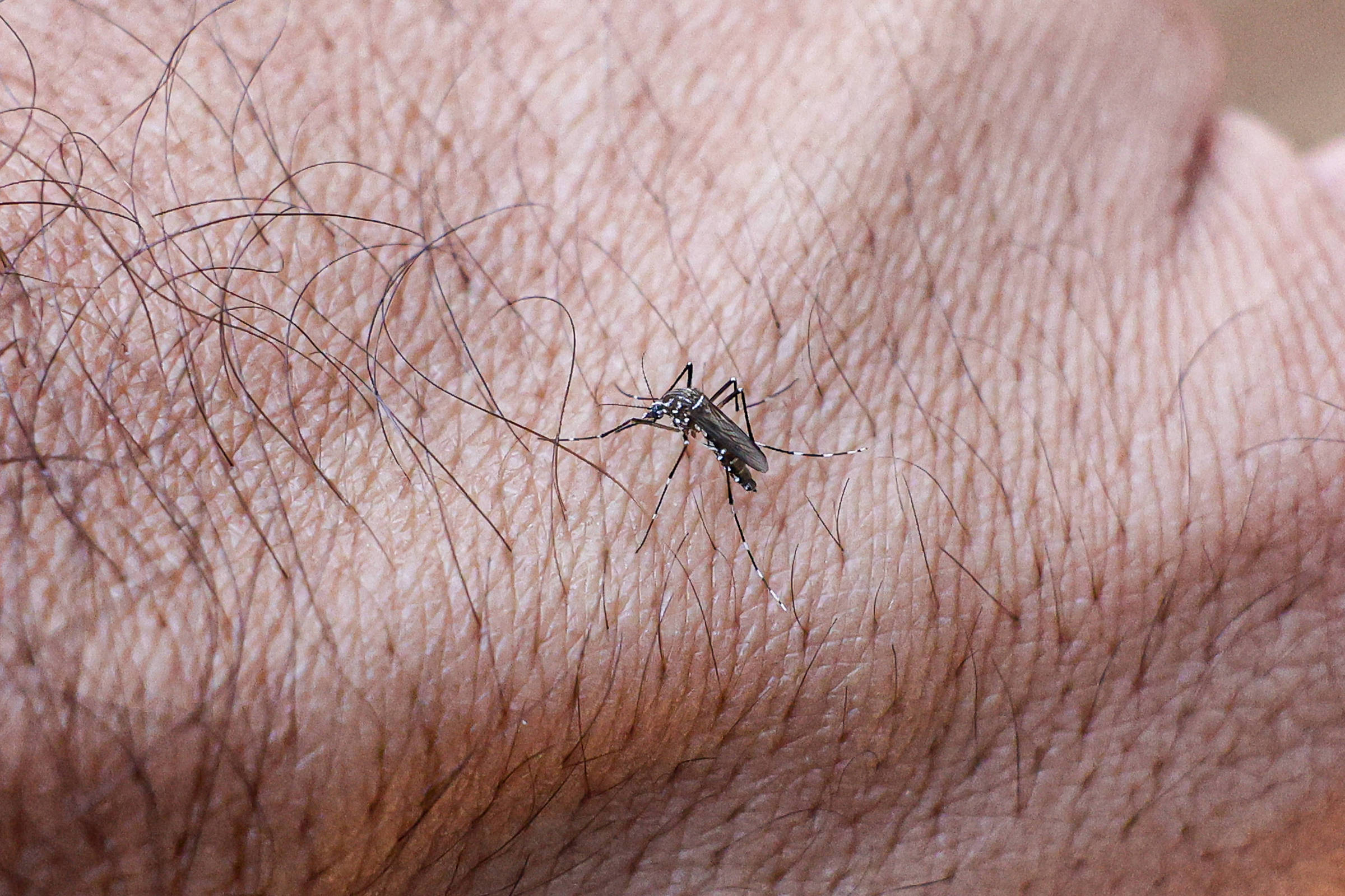 Estado de São Paulo tem primeira morte por dengue em 2026 – 15/01/2026 – Equilíbrio e Saúde