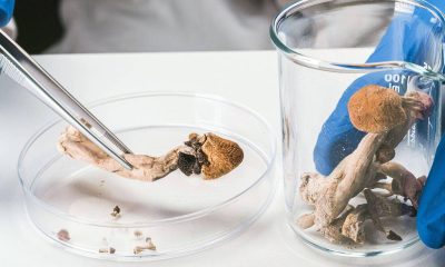 ‘Conheci a sensação de paz pela primeira vez’: o debate sobre a prescrição de cogumelos alucinógenos no ‘SUS britânico’ – 17/01/2026 – Equilíbrio e Saúde