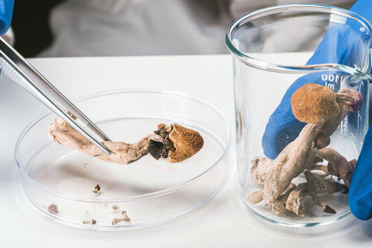 ‘Conheci a sensação de paz pela primeira vez’: o debate sobre a prescrição de cogumelos alucinógenos no ‘SUS britânico’ – 17/01/2026 – Equilíbrio e Saúde