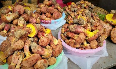 O misterioso cogumelo que faz as pessoas verem pessoinhas – 23/01/2026 – Equilíbrio e Saúde